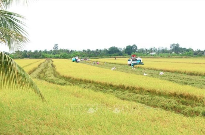Quality varieties spur Vietnamese rice industry's growth: experts